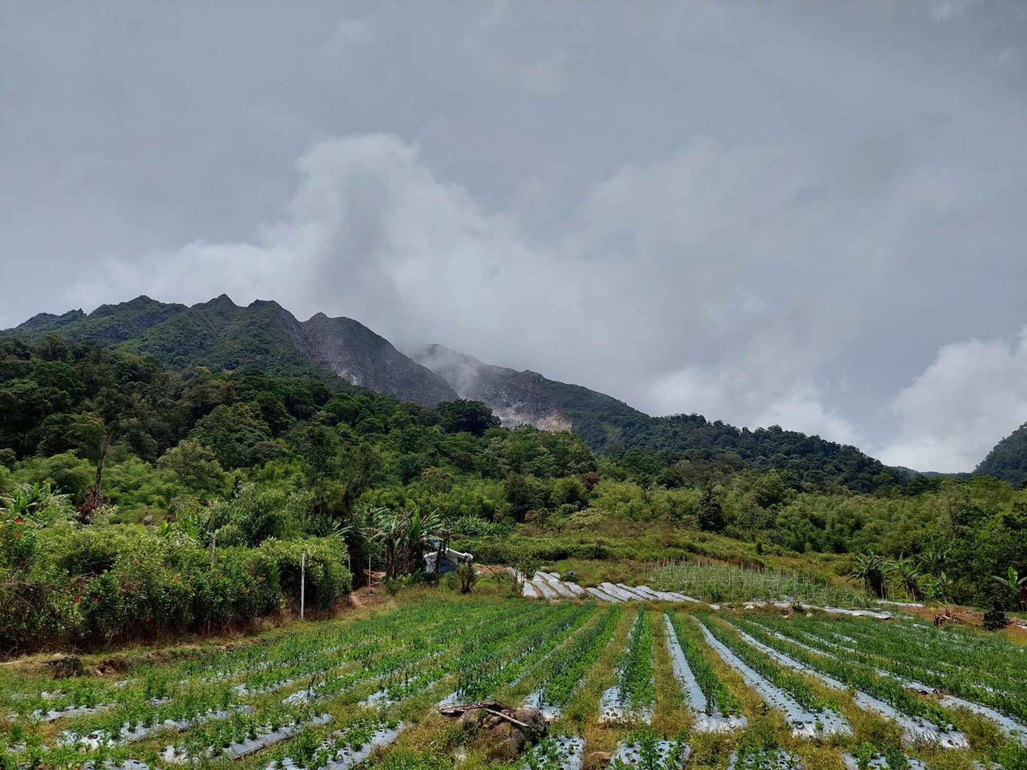 Sumatra Orangutan Treks Villa & Eco Jungle Trekking Activity Timbanglawang Exterior foto