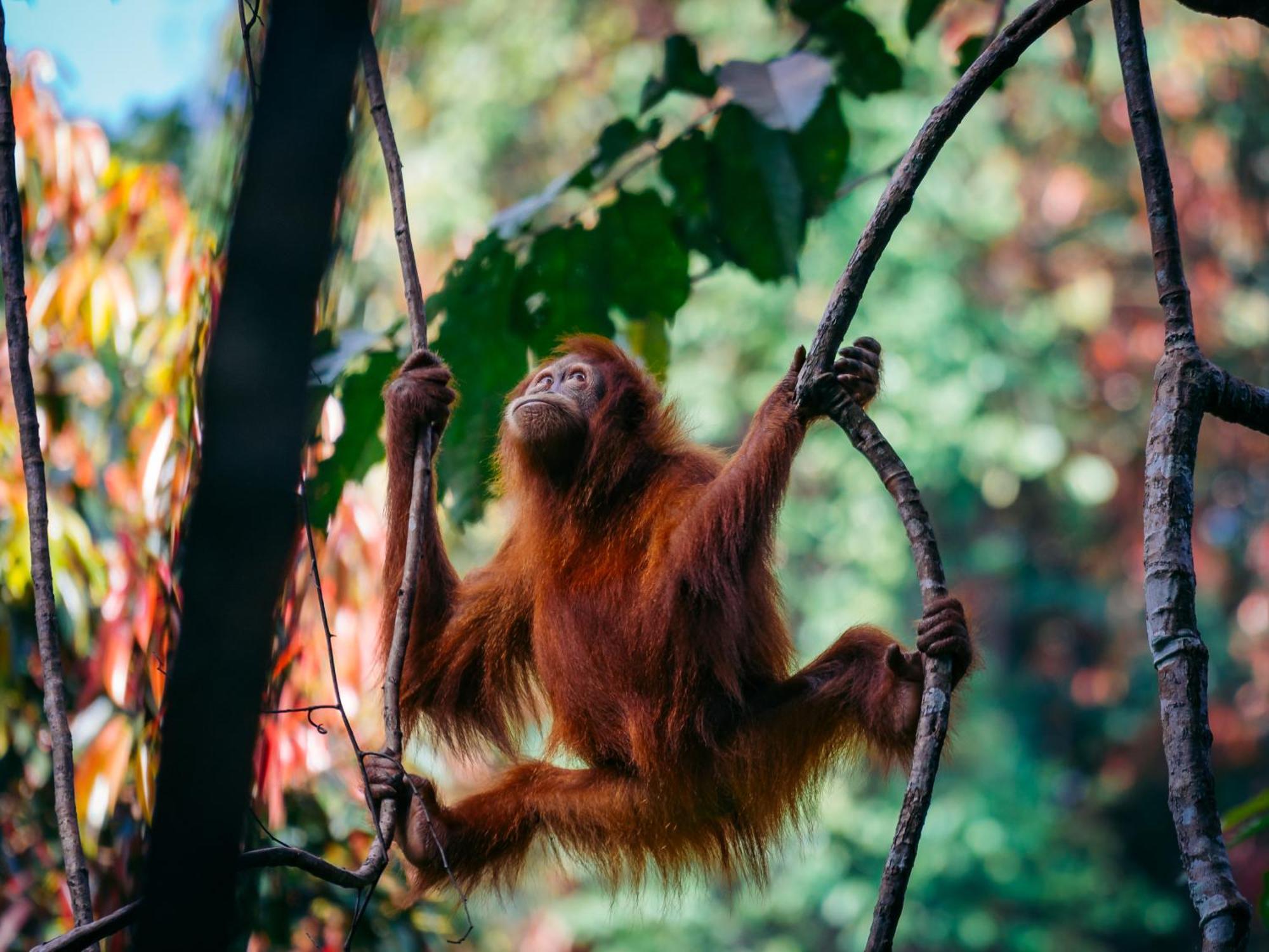 Sumatra Orangutan Treks Villa & Eco Jungle Trekking Activity Timbanglawang Exterior foto