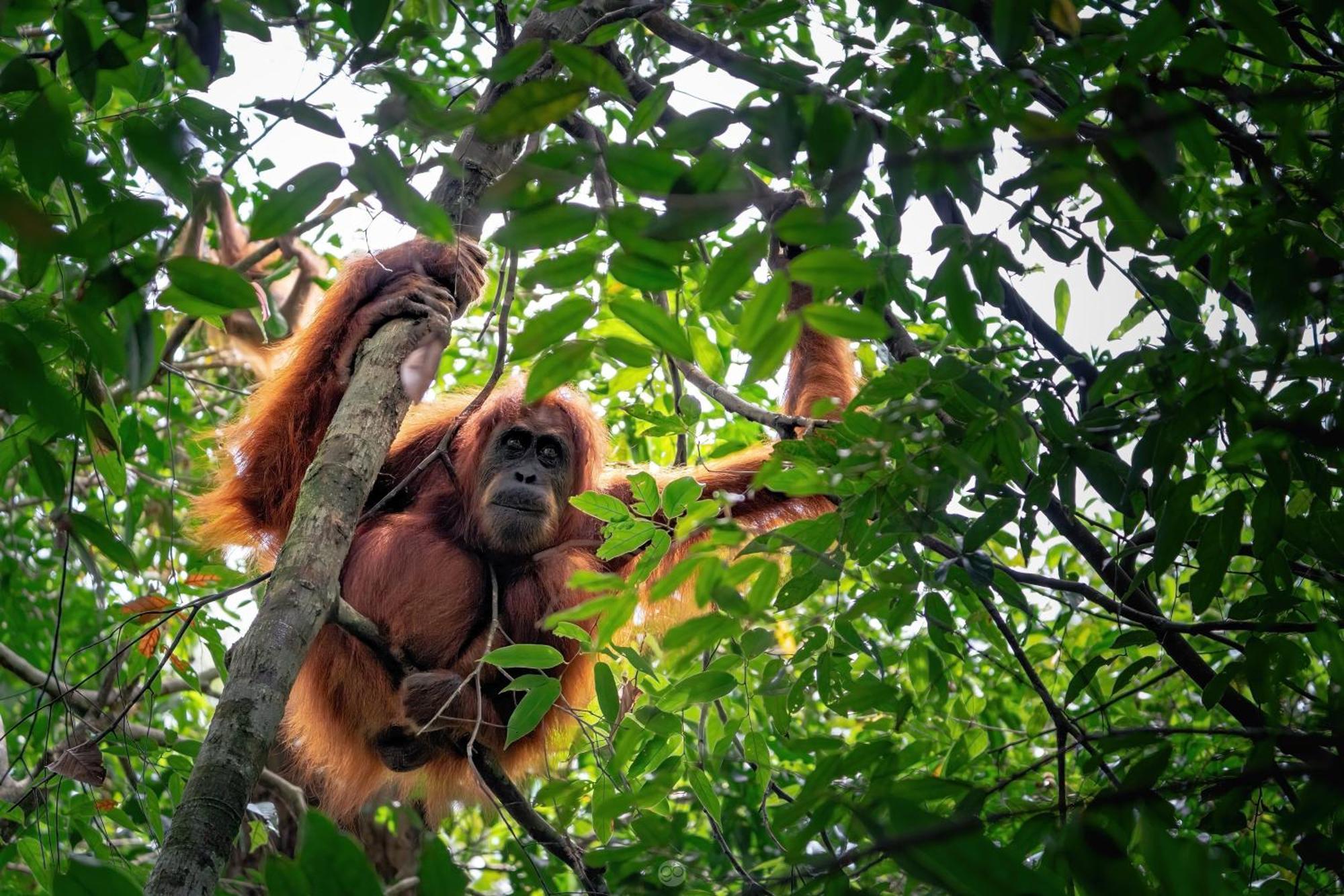 Sumatra Orangutan Treks Villa & Eco Jungle Trekking Activity Timbanglawang Exterior foto